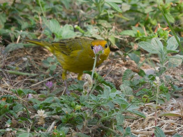 Gewone saffraangors (Sicalis flaveola)